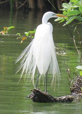 snowy-egret