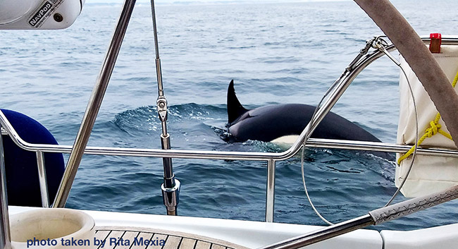 orcas sink a sailboat