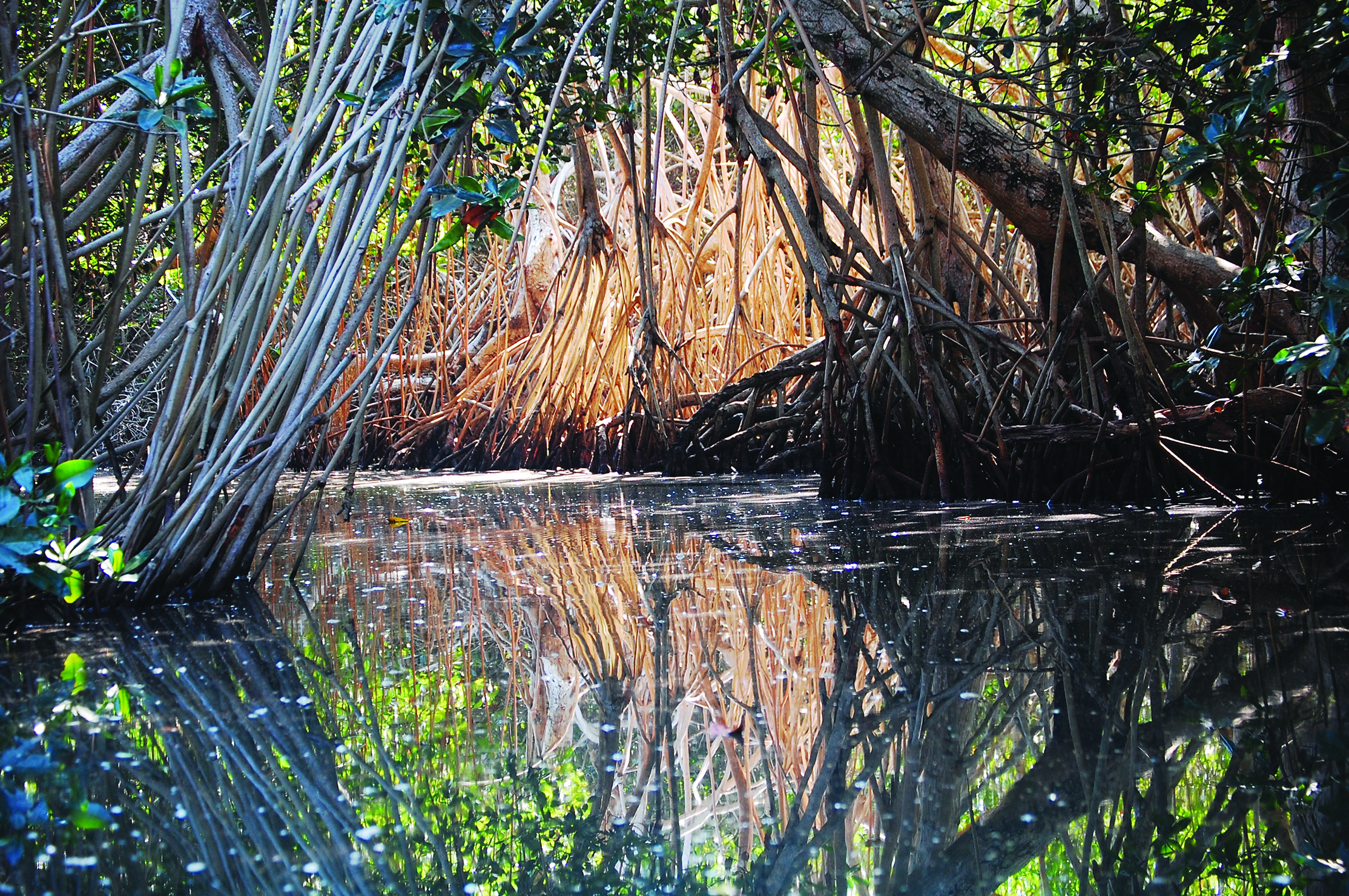  Thick-mangroves-line-the-dinghy-jungle-tour-at-Tenacatita