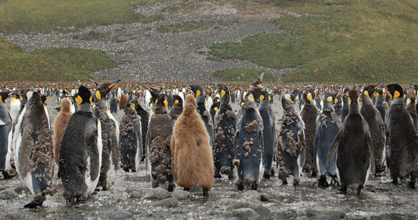 King penguins on Salisbury Plain; chicks at varying stages of maturity crowd with the adults