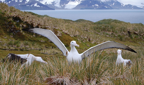 Courting great wandering albatrosses