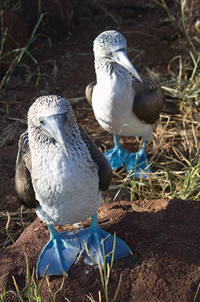 Blue-footed boobies are one of the more famous bird species of the Galapagos Islands