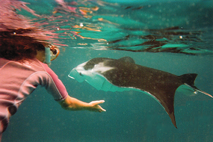 One of the most memorable experiences in the Marquesas is to visit the manta rays of Hanamoenoa Bay (Tahuata)