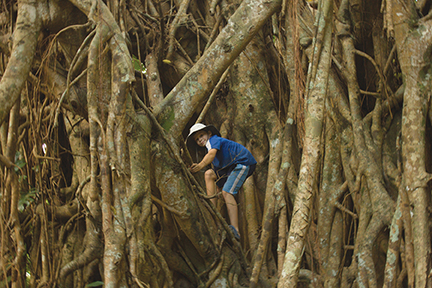 Towering banyans throw down incredible root systems on Tanna
