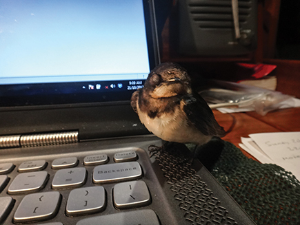 Bird sleeps on my computer