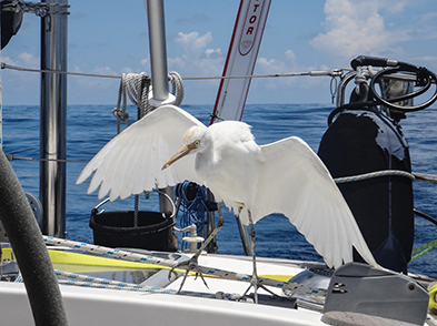 Cattle egret tries to perch on the mainsheet