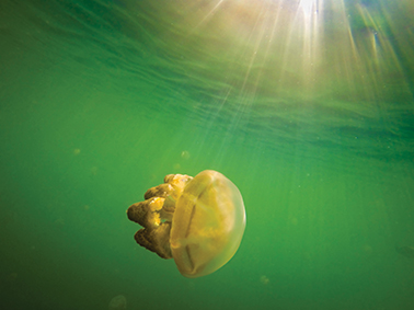 A lone jelly in Jellyfish Lake