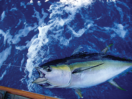 Yellowfin tuna caught in the Gulf Stream