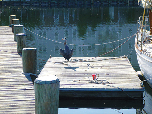 Great Blue Heron on Nahma's dock, Cambridge