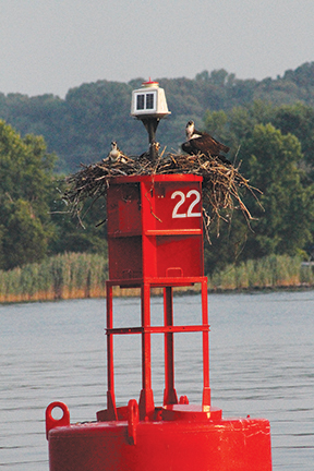 Osprey family in C and D Canal