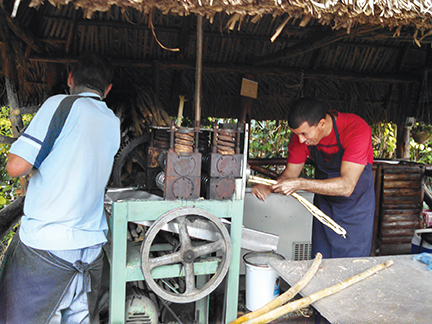Guarapo, pressed sugar cane juice, is a popular drink that is said to lower cholesterol. 