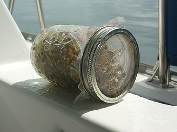Sprouting in a Jar