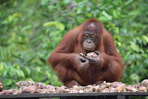 Orangutan meal time Tanjung Puting national park, Borneo